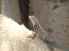 Sceloporus licki