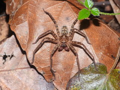 Heteropoda binnaburra