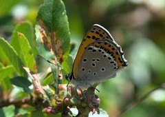 Lycaena panava