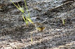 Sericornis maculatus