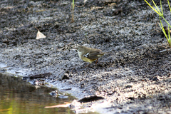Sericornis maculatus