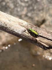 Arthromacra viridissima