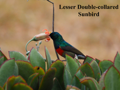 Cinnyris chalybeus subalaris