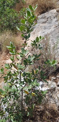Rhamnus alaternus