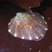 Shield False Limpet - Photo (c) Cricket Raspet, some rights reserved (CC BY), uploaded by Cricket Raspet