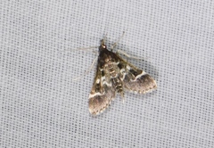 Diasemiodes