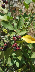Rhamnus alaternus