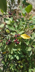 Rhamnus alaternus