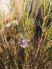 Serruria linearis