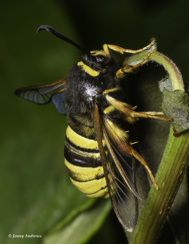 Lunar Hornet Moth