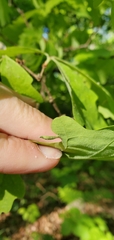 Andricus chinquapin