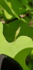 Andricus chinquapin