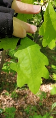 Andricus chinquapin