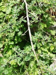 Cytisus scoparius