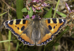 Aglais urticae