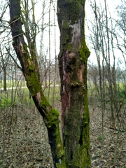 Acer pseudoplatanus