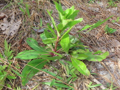 Carphephorus odoratissimus