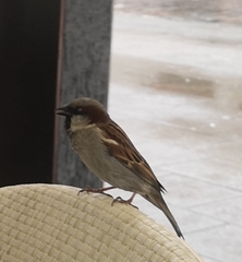 Passer domesticus