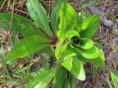 Carphephorus odoratissimus