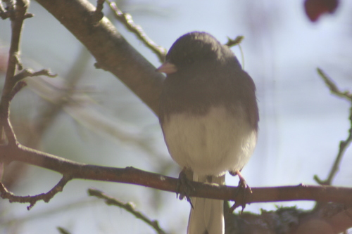 Dark-eyed Junco photographed in New Hampshire