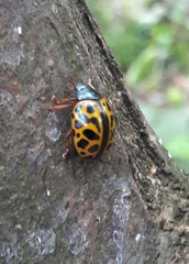 Calligrapha polyspila