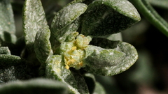 Atriplex canescens laciniata