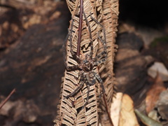 Heteropoda binnaburra