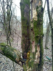 Acer pseudoplatanus