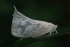 Lawana conspersa