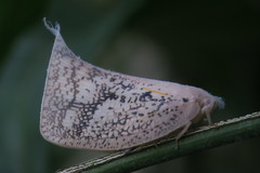 Lawana conspersa