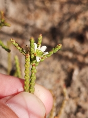 Diosma dichotoma