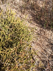 Diosma dichotoma