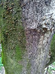 Acer pseudoplatanus