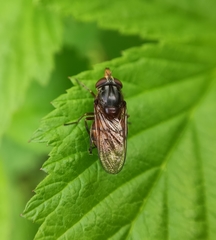 Rhingia