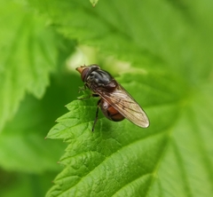 Rhingia