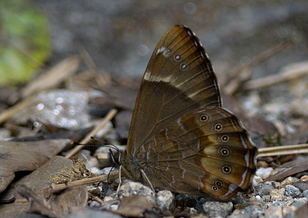 yellow woodbrown