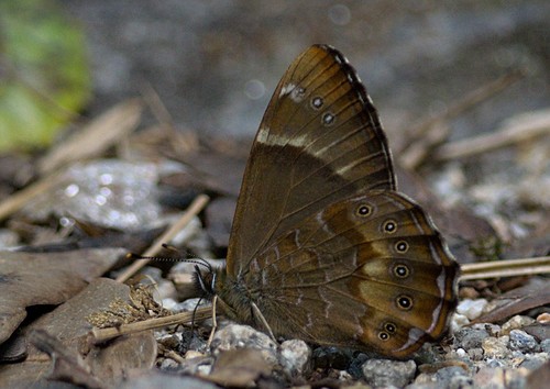 yellow woodbrown