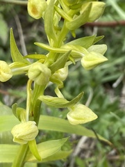 Platanthera chlorantha