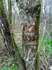 Acer pseudoplatanus