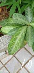 Breynia spatulifolia