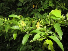 Grewia caffra