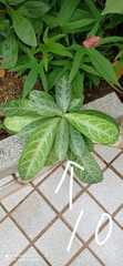 Breynia spatulifolia