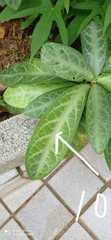 Breynia spatulifolia