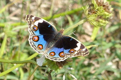 Junonia orithya swinhoei