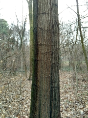 Quercus rubra