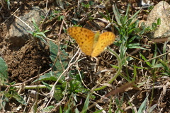 Phalanta phalantha phalantha