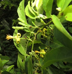 Grewia caffra