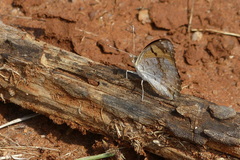 Junonia hierta hierta