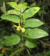Grewia caffra