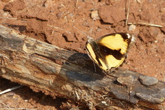 Junonia hierta hierta